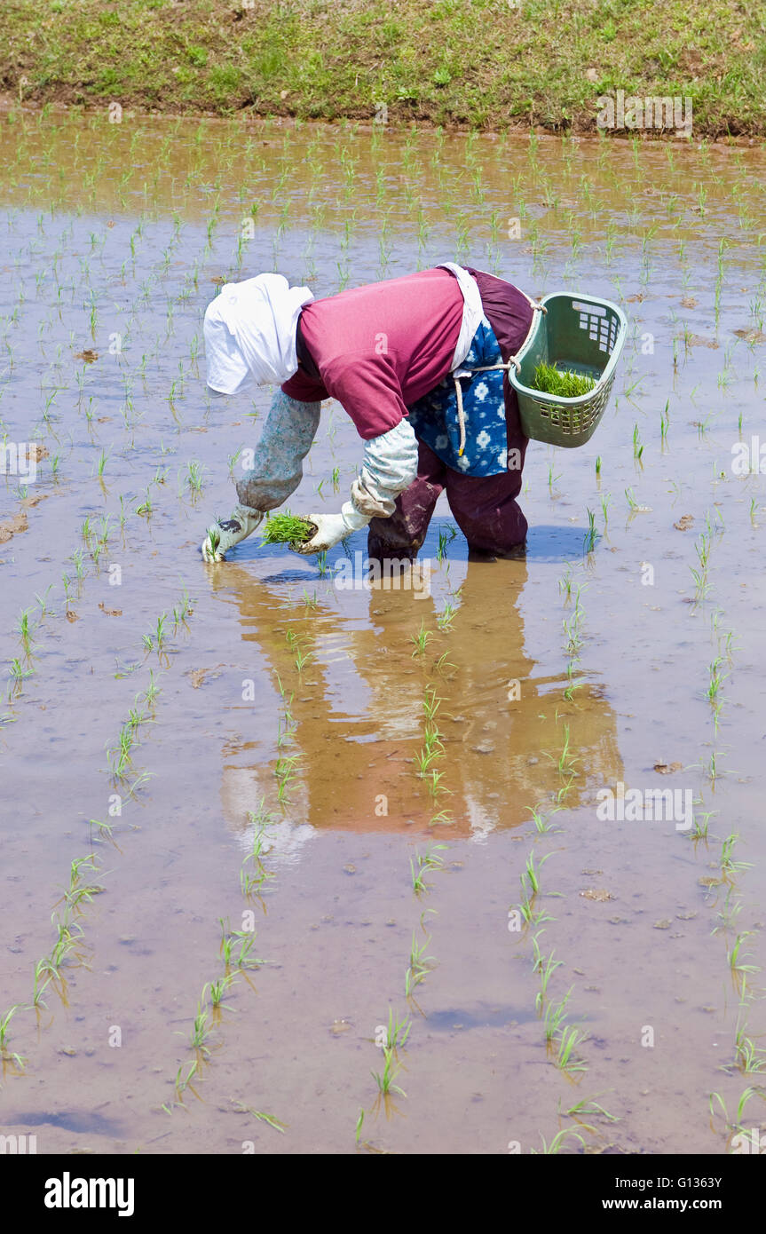 A Japanese farmer planting rice in a flooded paddy by hand, Image taken ...