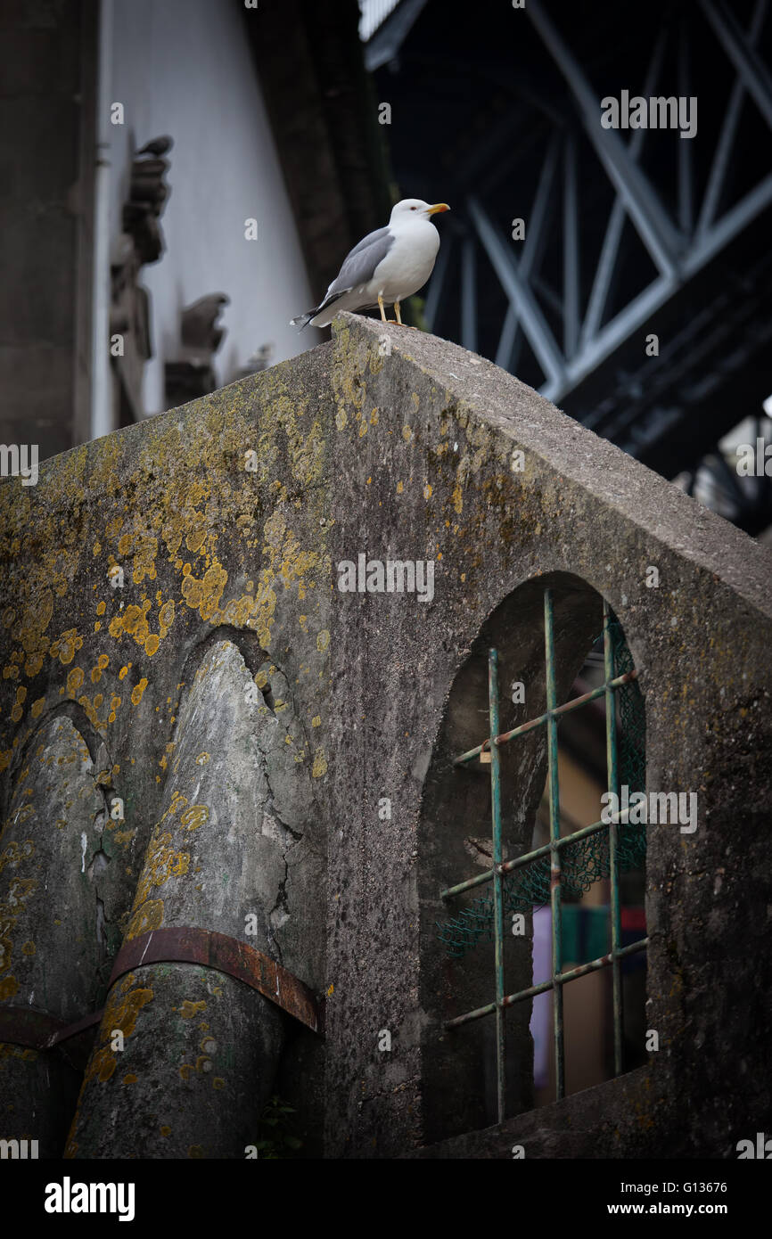 Single seagull under bridge sitting on top of aged conrete wall with pipes and window with grating, solitude, desolation, urban Stock Photo