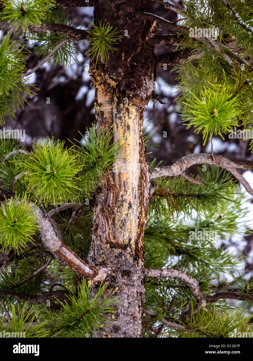 Isolated pine tree trunk missing bark Stock Photo Alamy