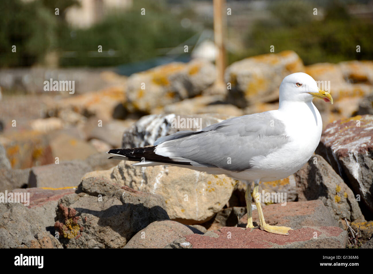 Yellow-legged gull standing on a rock Stock Photo
