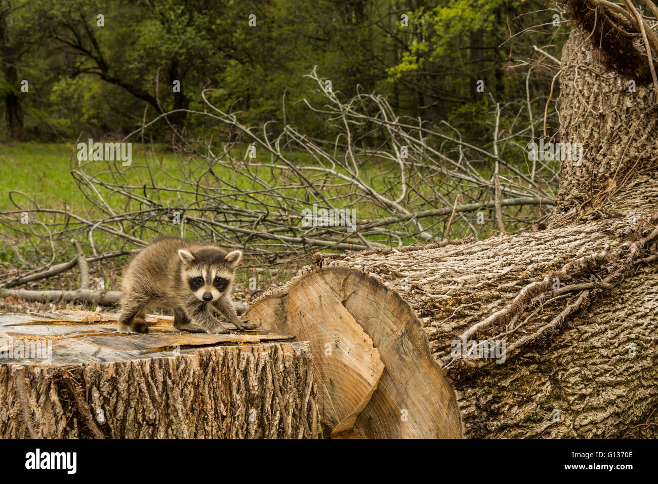Negative effects of deforestation. A baby raccoon searching for his family after clear cutting the forest. Stock Photo