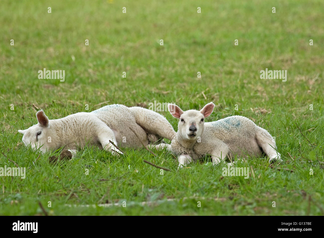 Spring lambs in Derbyshire. Stock Photo