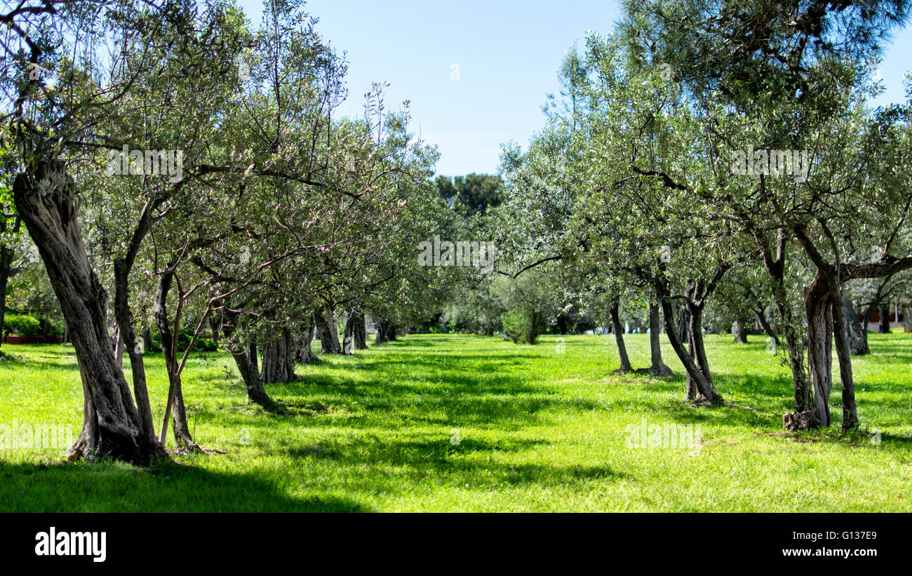 Olive trees in Olive Alley , Fažana Stock Photo Alamy