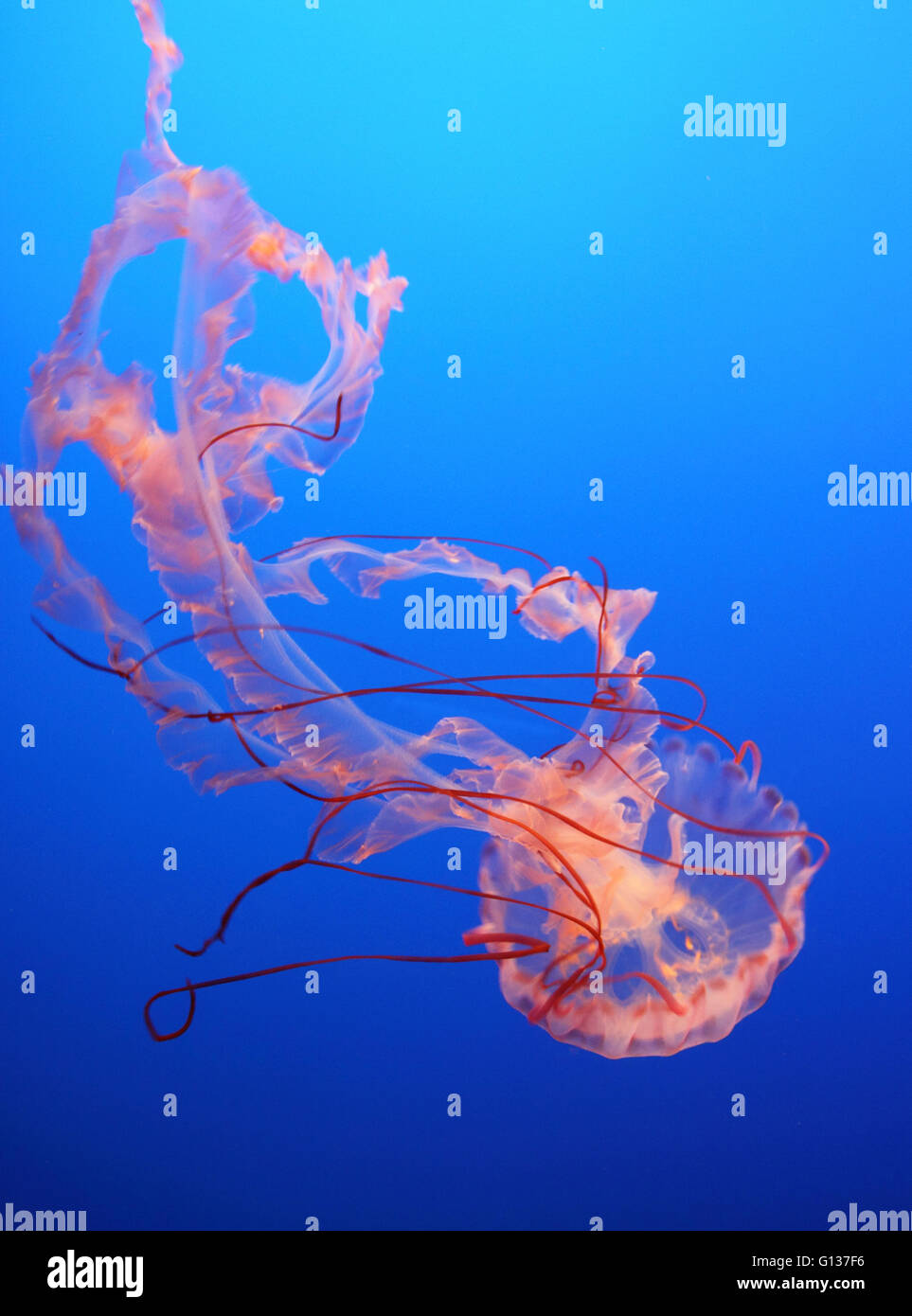 A Jellyfish dancing while swimming Stock Photo - Alamy
