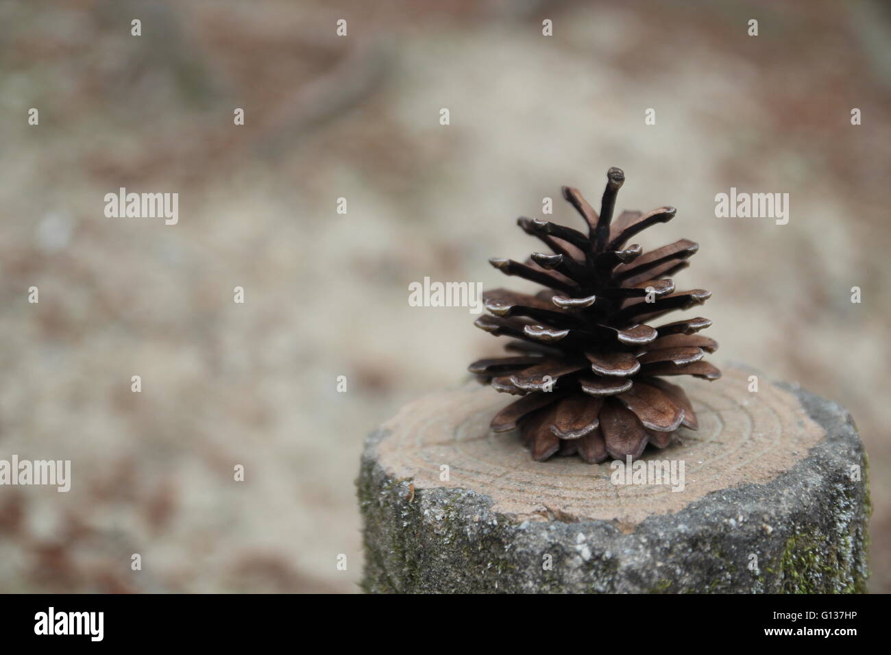 Pine cone on abstract defocus background. Suitable for Christmas card or poster designing. Stock Photo