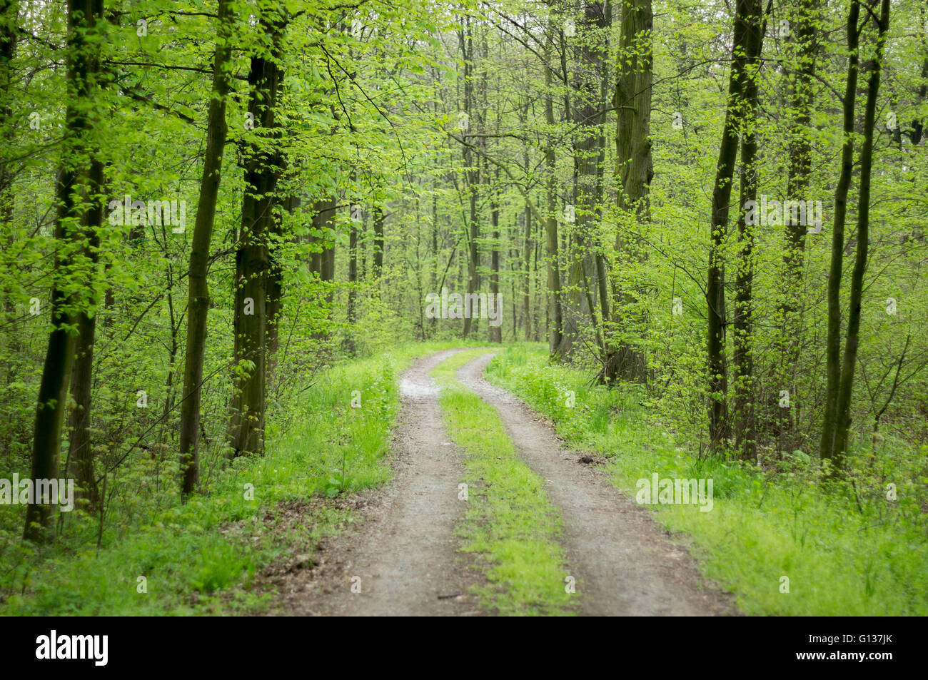 Path in the bussing green spring deciduous northern european forest Stock Photo