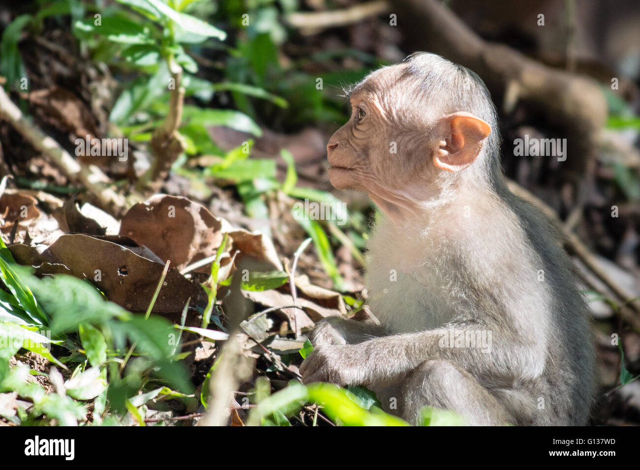 Juvenile Bonnet Macaque (Macaca Radiata) sitting on forest floor Stock Photo