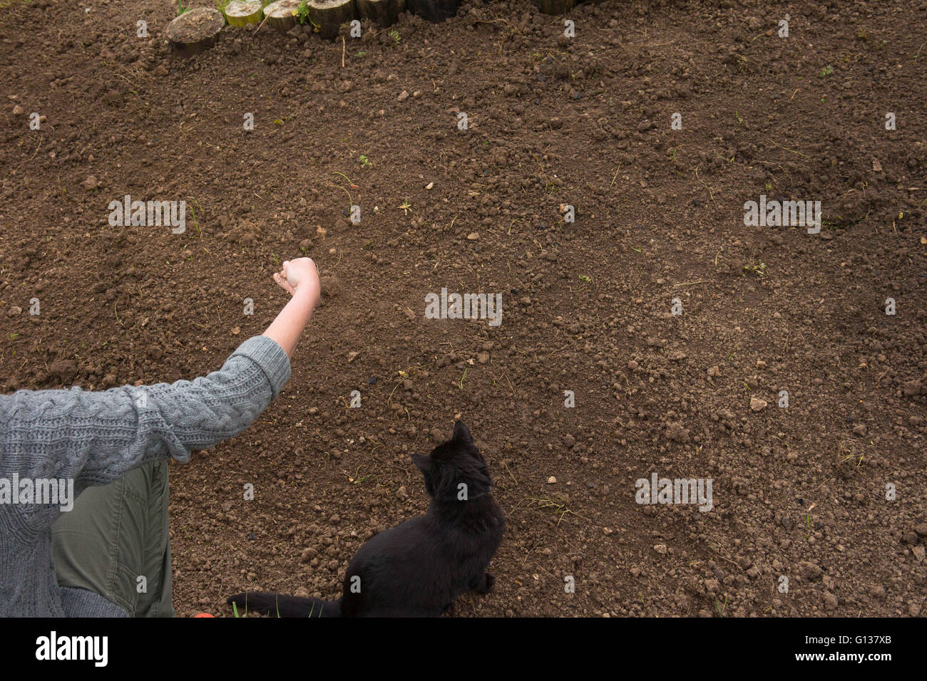 Sowing wildflower seeds with help form the cat Stock Photo
