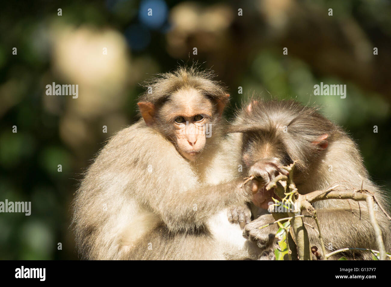 Young Bonnet Macaque (Macaca Radiata) being groomed by older Macaque Stock Photo
