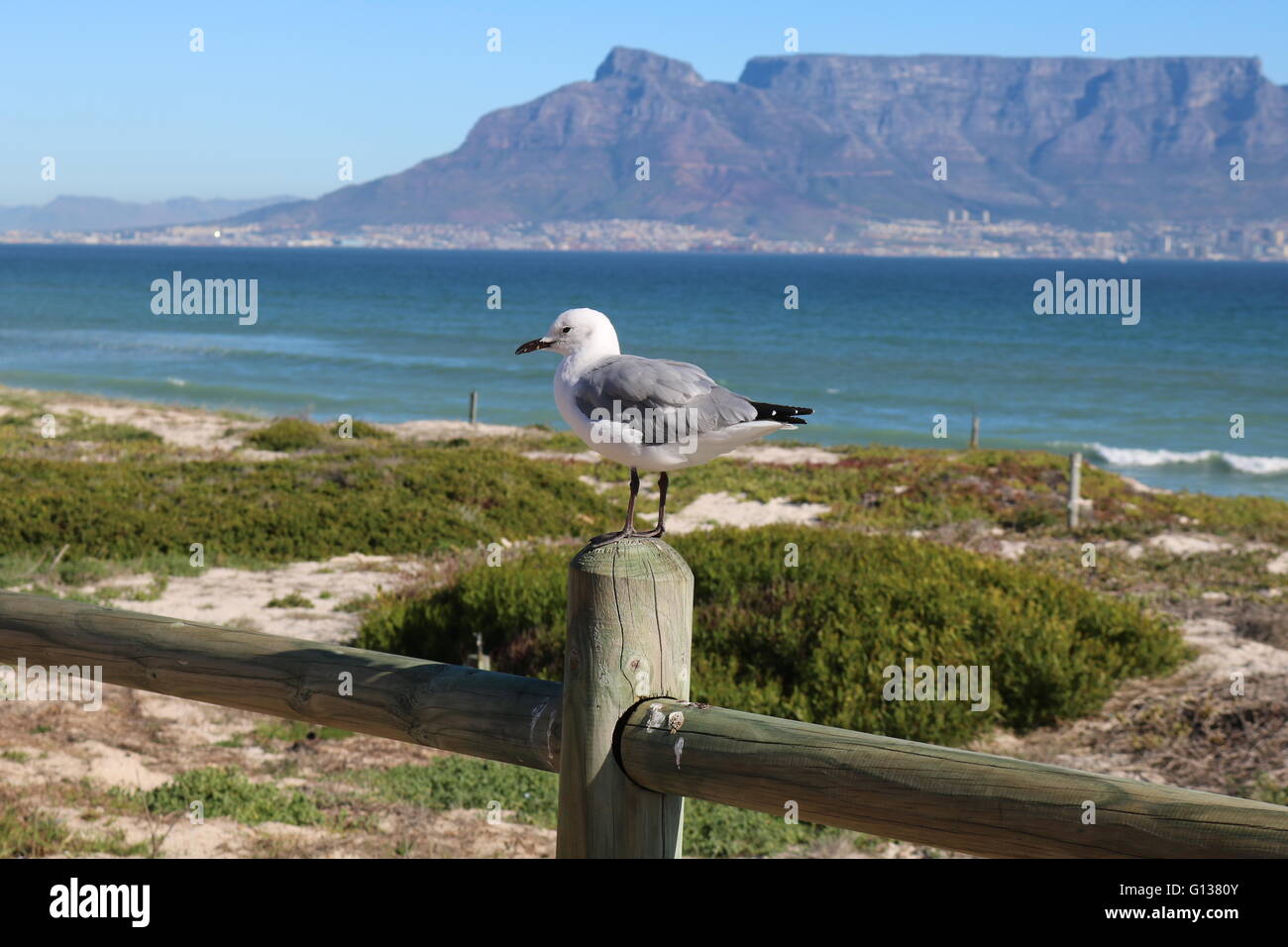 seagull at blouberg strand cape town south africa Stock Photo