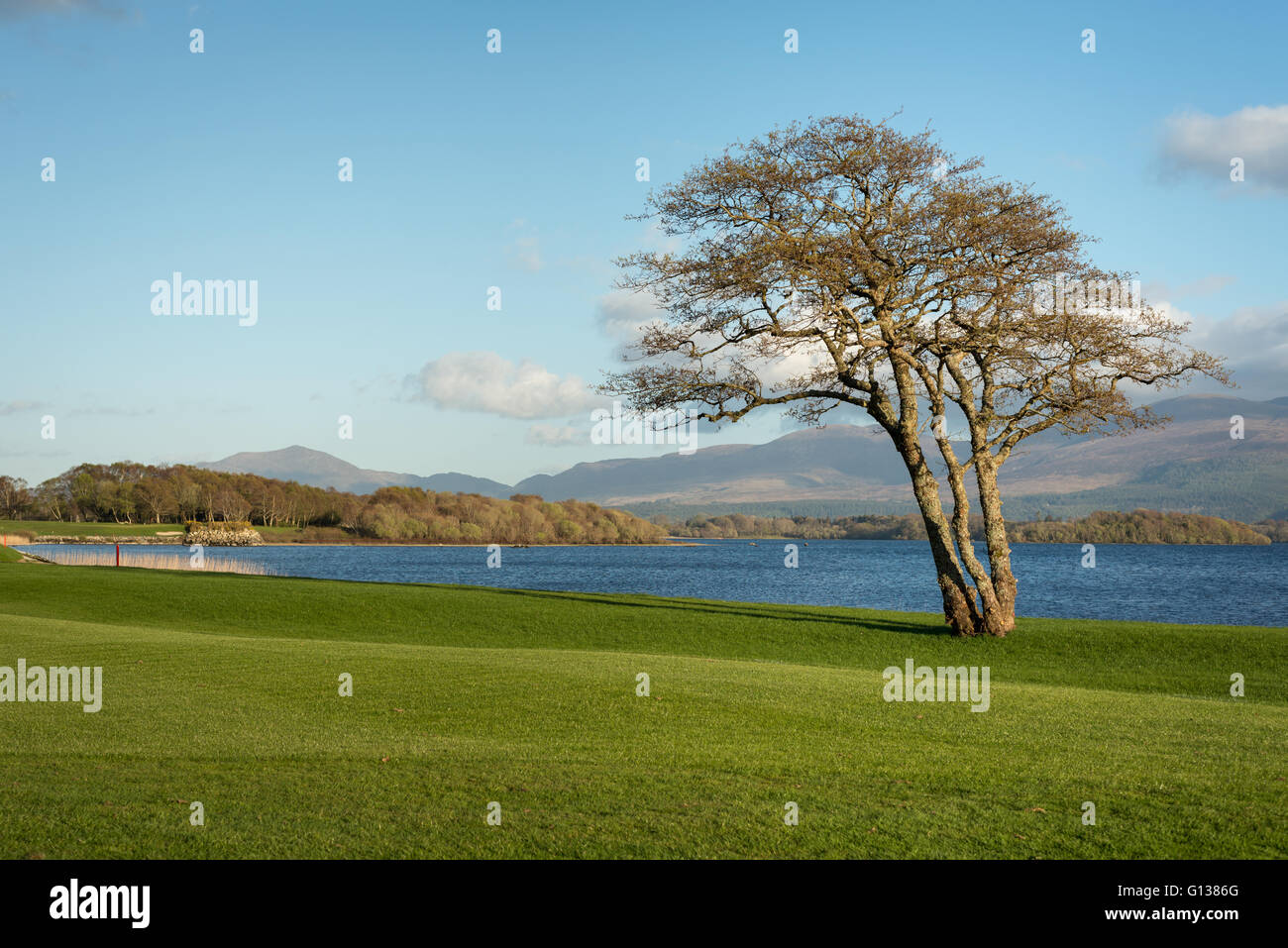 Ireland landscape with lone tree on lake shore at Golf and Fishing Club