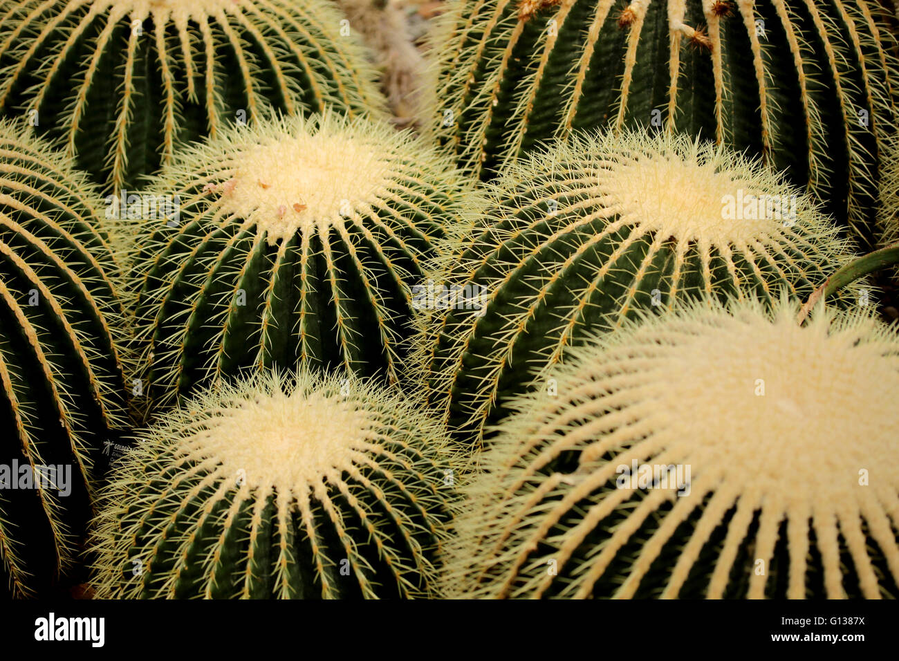 A group of cacti Stock Photo Alamy