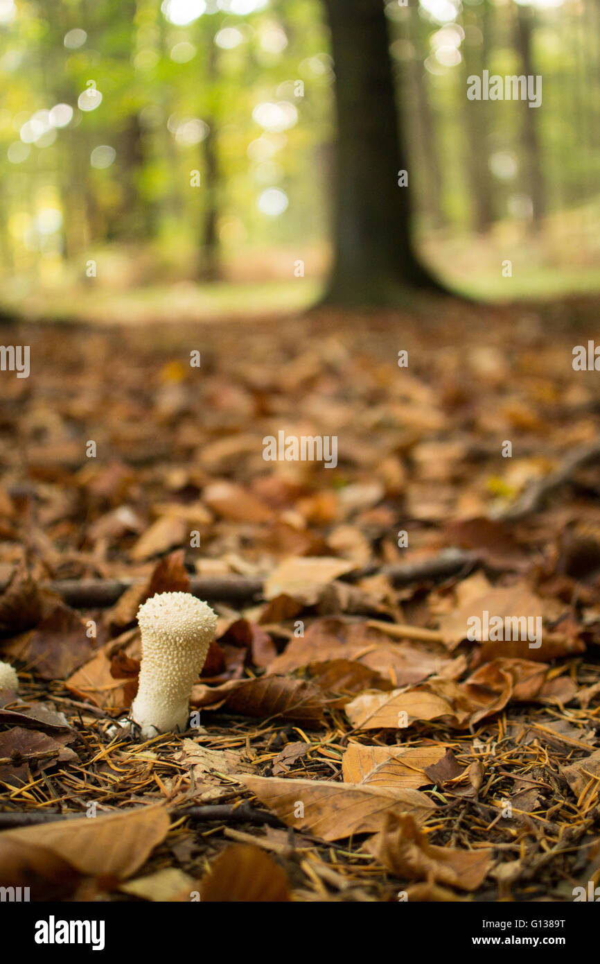 Common puffball fungi (Lycoperdon perlatum) growing among fallen leaves and needles in autumnal wood. Stock Photo