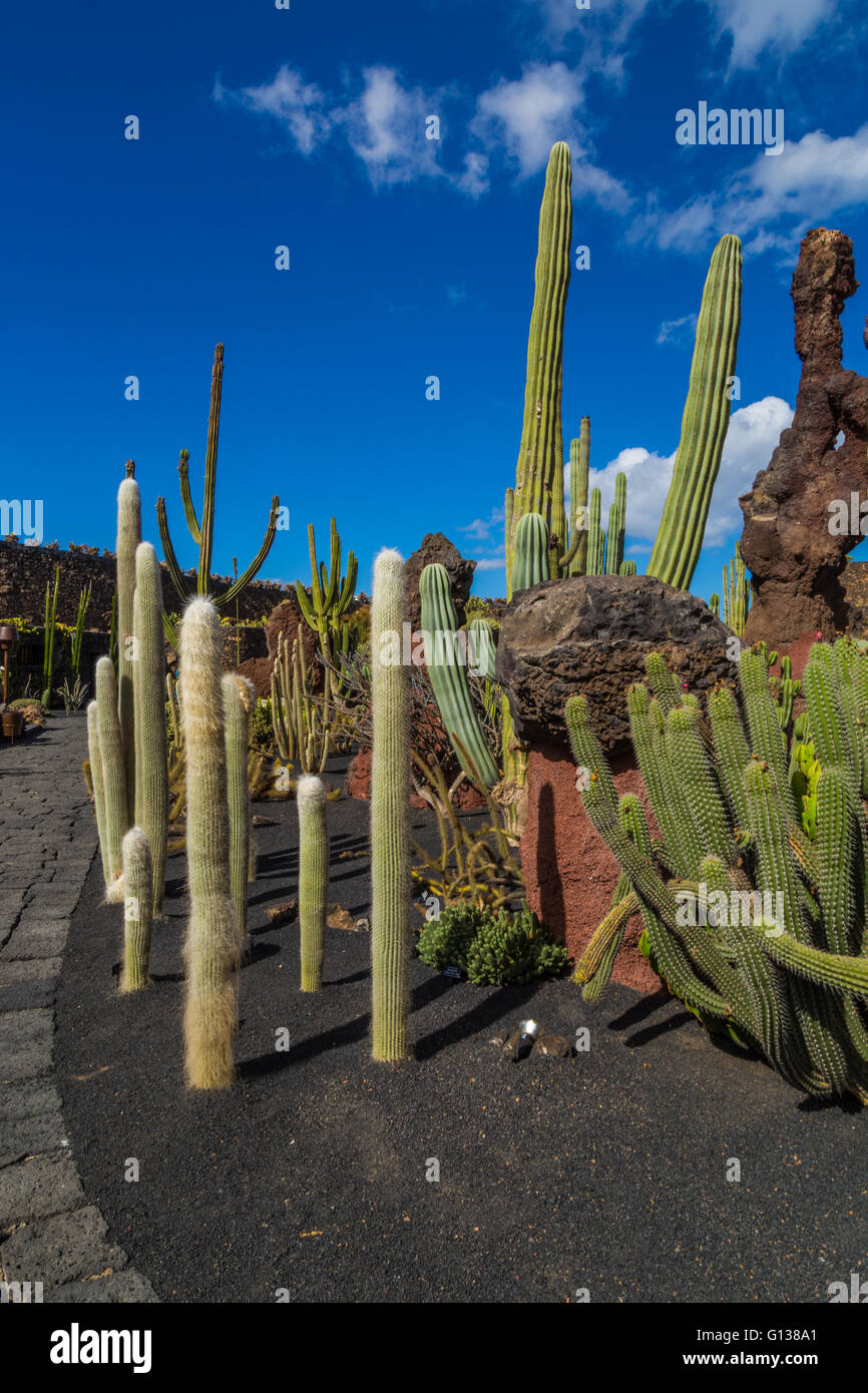 Lanzarote Cactus Garden. Designed by César Manrique. Stock Photo