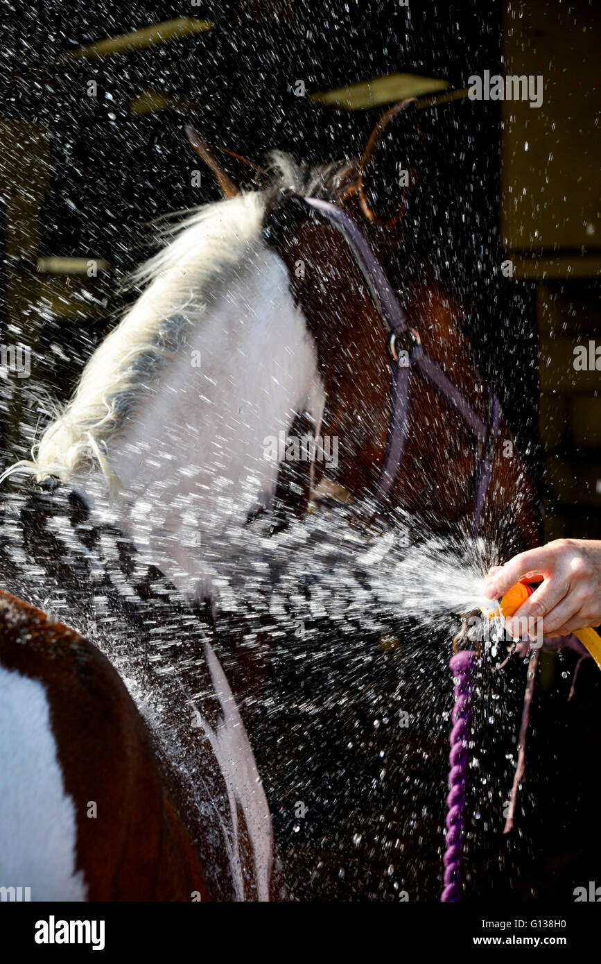 Hosing down horse hires stock photography and images Alamy