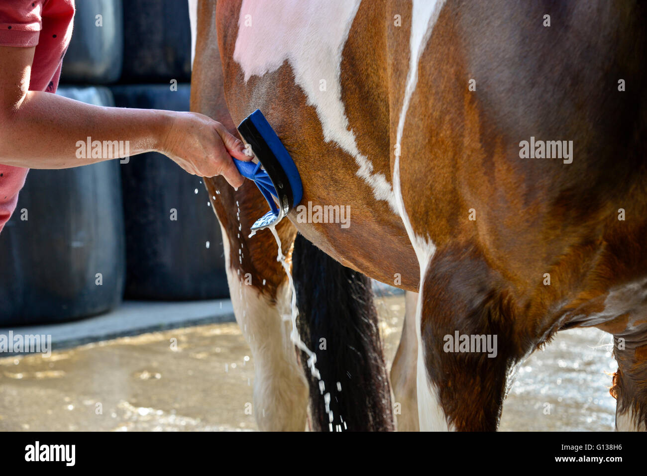 Scraping down a wet horse after a bath Stock Photo Alamy