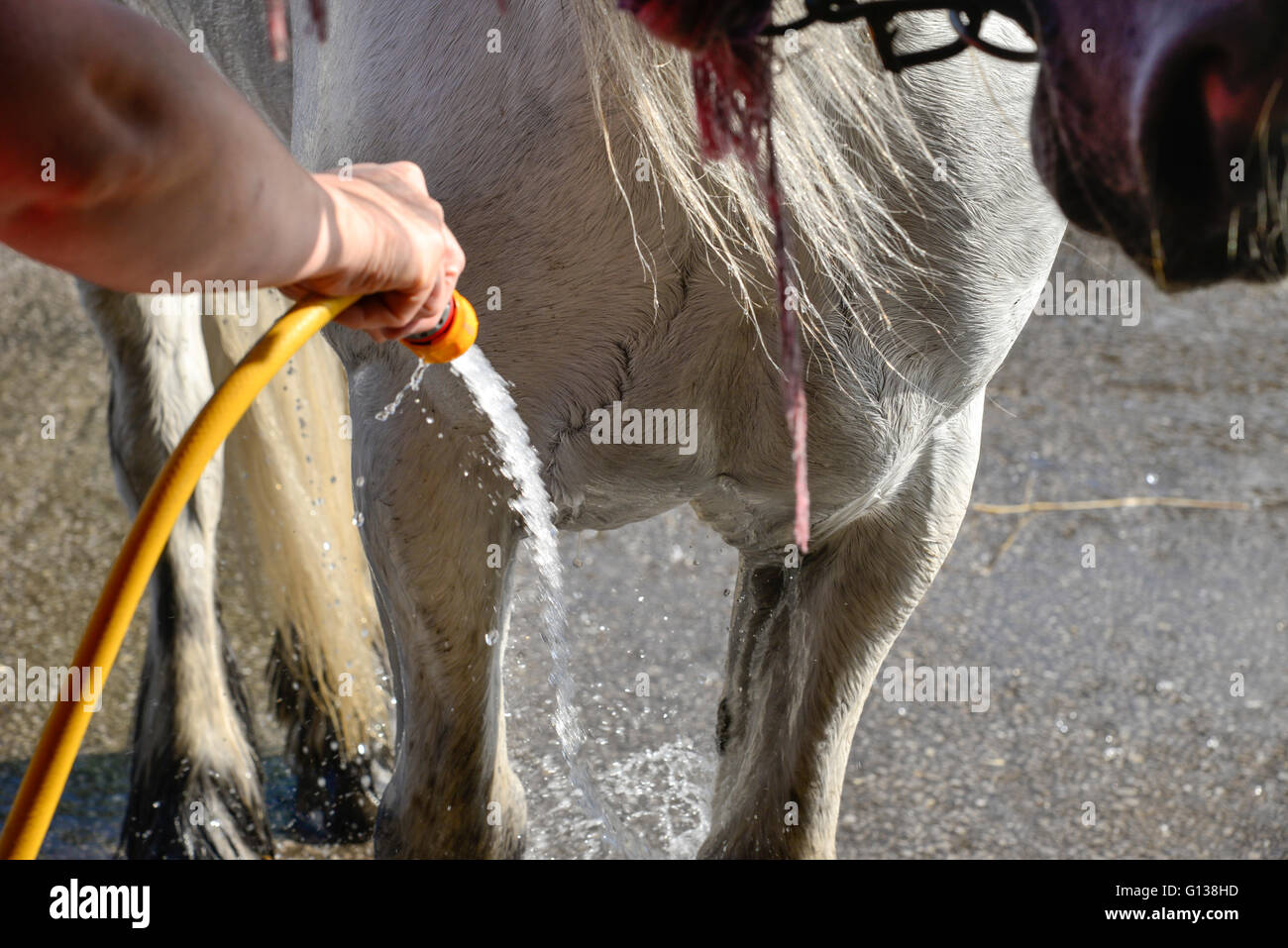 Hosing down horse hires stock photography and images Alamy