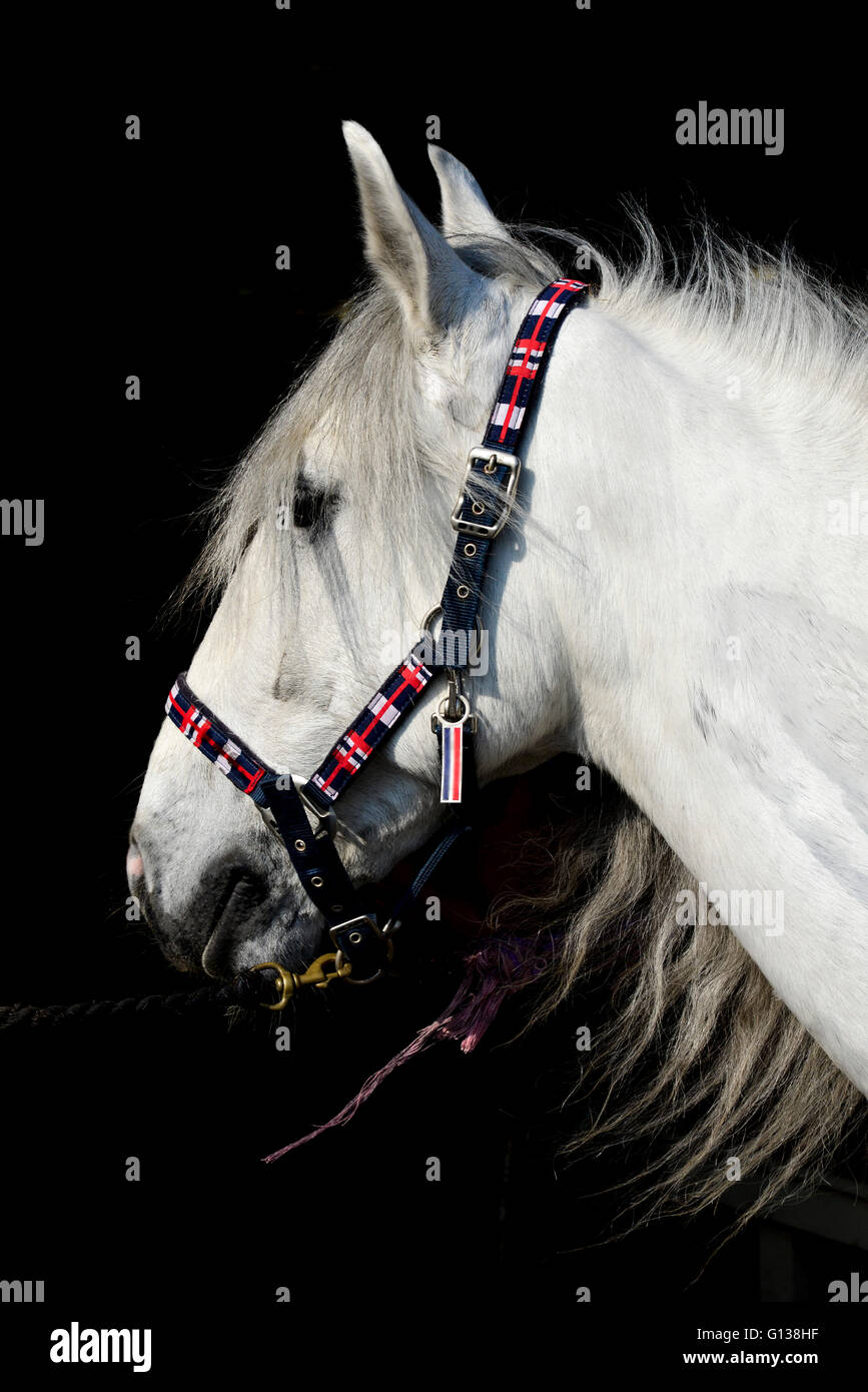 Grey horse with head collar and dark contrasting background. Stock Photo