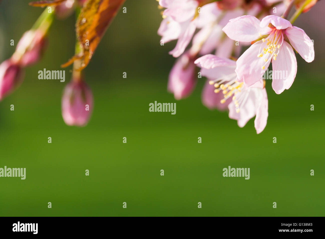 Finnish cherry tree hi-res stock photography and images - Alamy