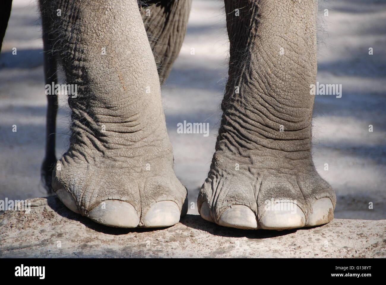 Elephant feet Stock Photo