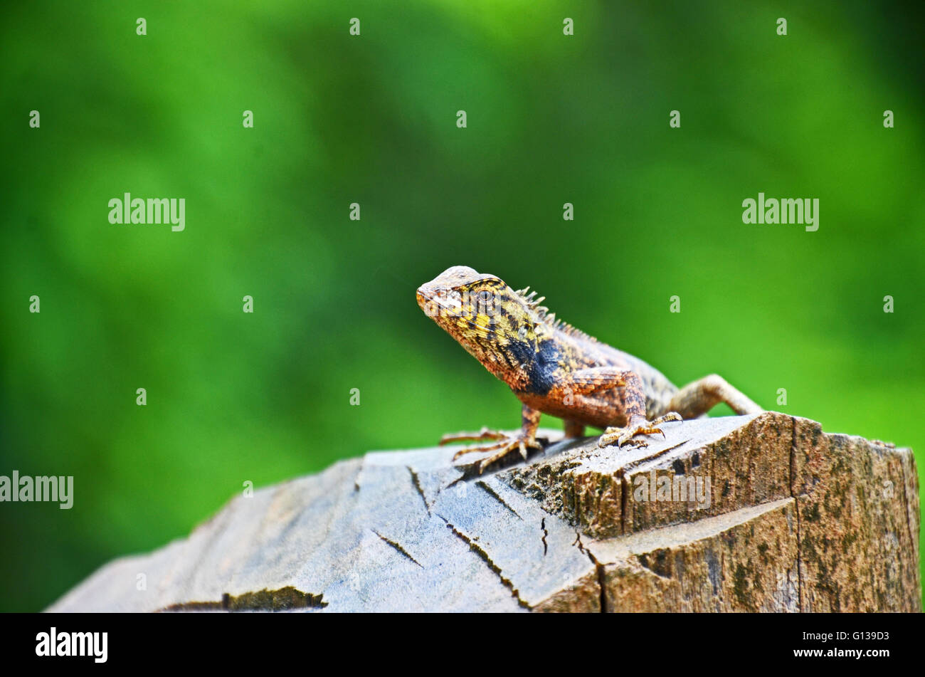 Oriental garden lizard (Calotes versicolor) on a fence post at Chi Phat in the Cardamom Mountains, Cambodia Stock Photo