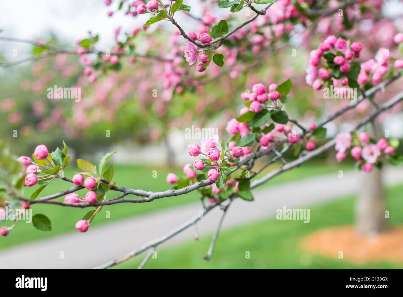Pink cherry blossom in early Spring Stock Photo - Alamy