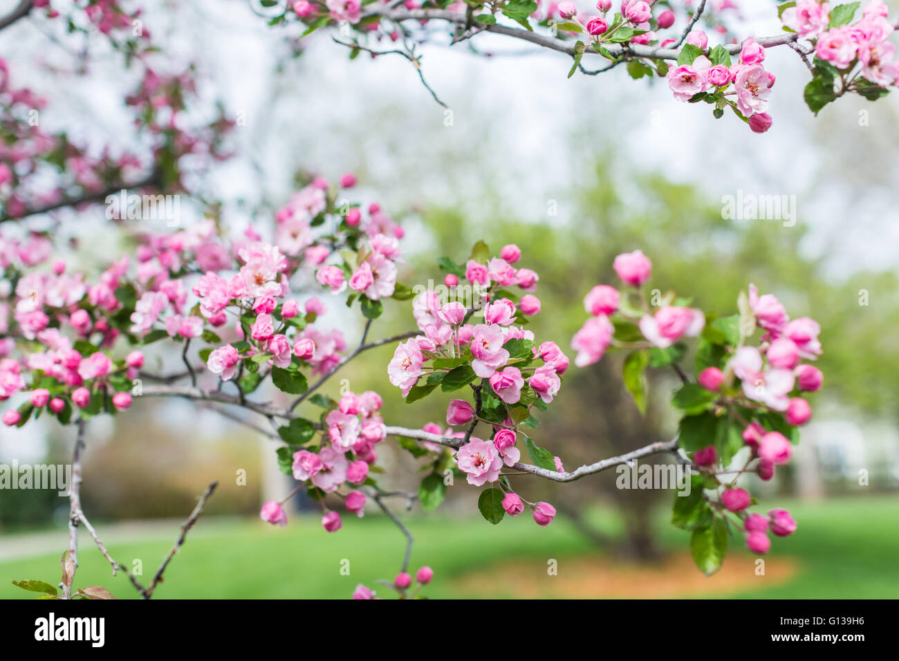 Pink cherry blossom in early Spring Stock Photo - Alamy