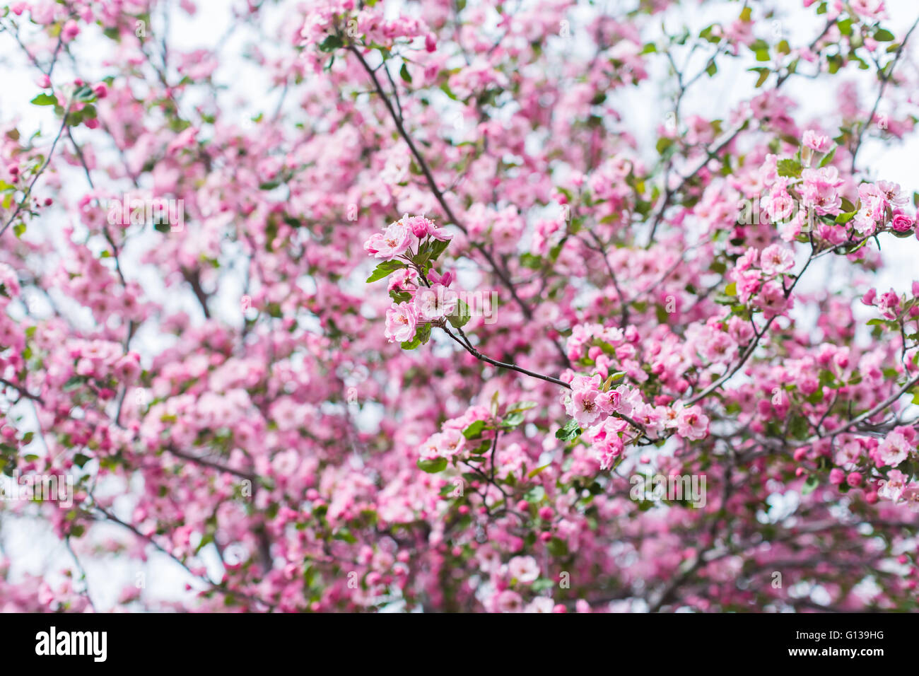Pink cherry blossom in early Spring Stock Photo - Alamy