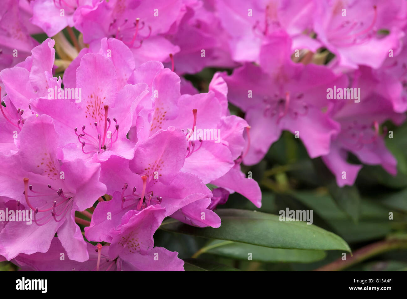 Pink Rhododendron plant flowers in bloom during spring season closeup Stock Photo