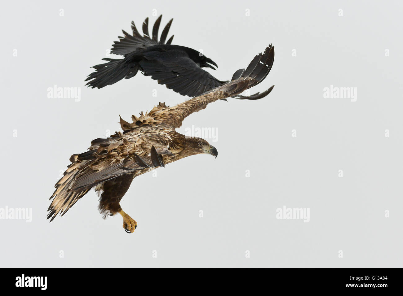 White-tailed Eagle flying with Raven Stock Photo