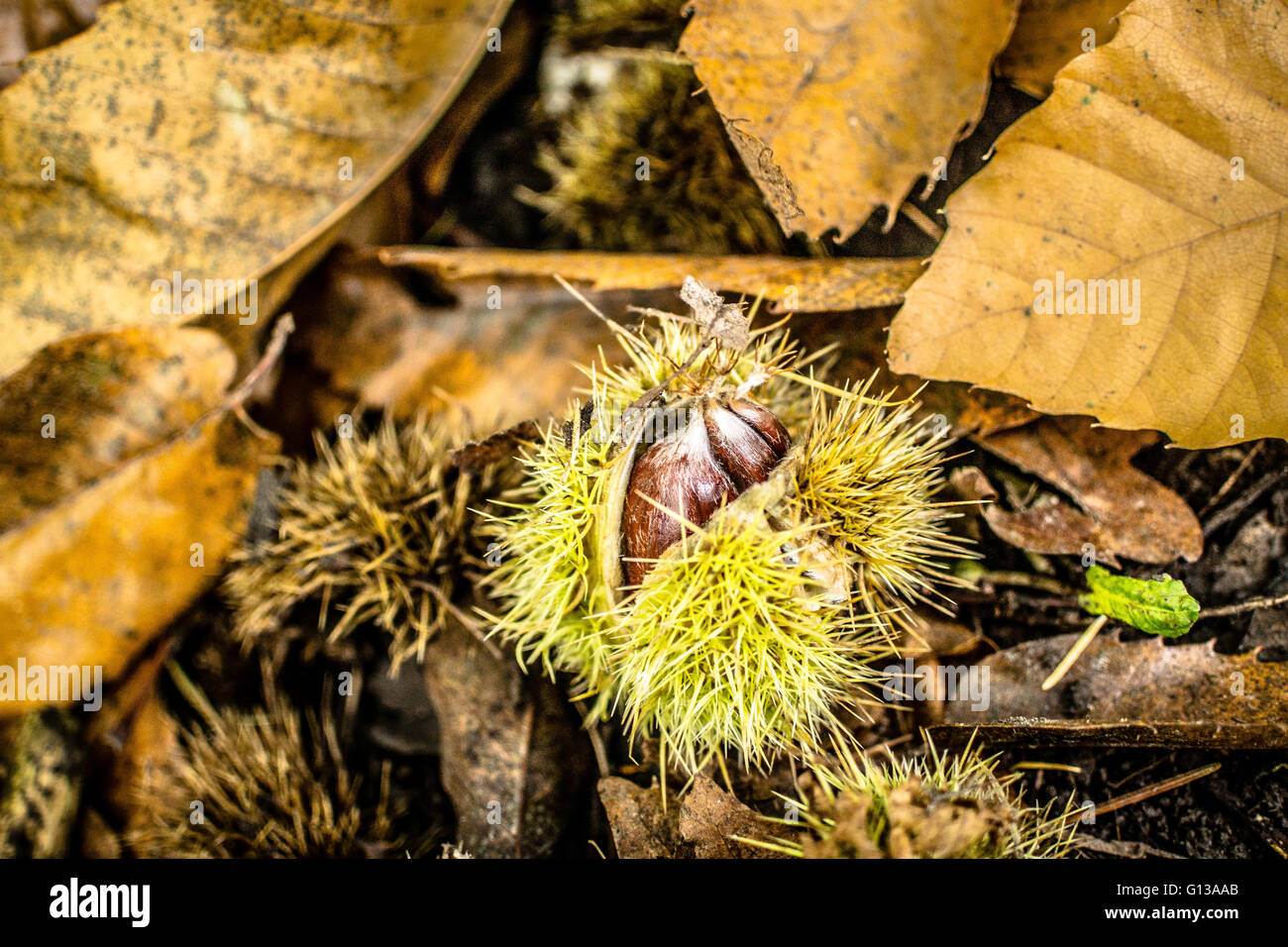 Horse chestnut leaves conkers hires stock photography and images Alamy