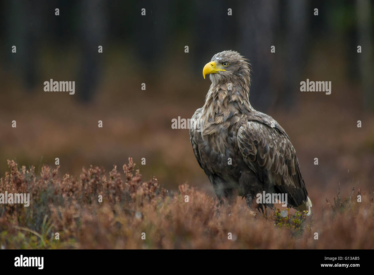White-tailed Eagle in the swampy woods Stock Photo