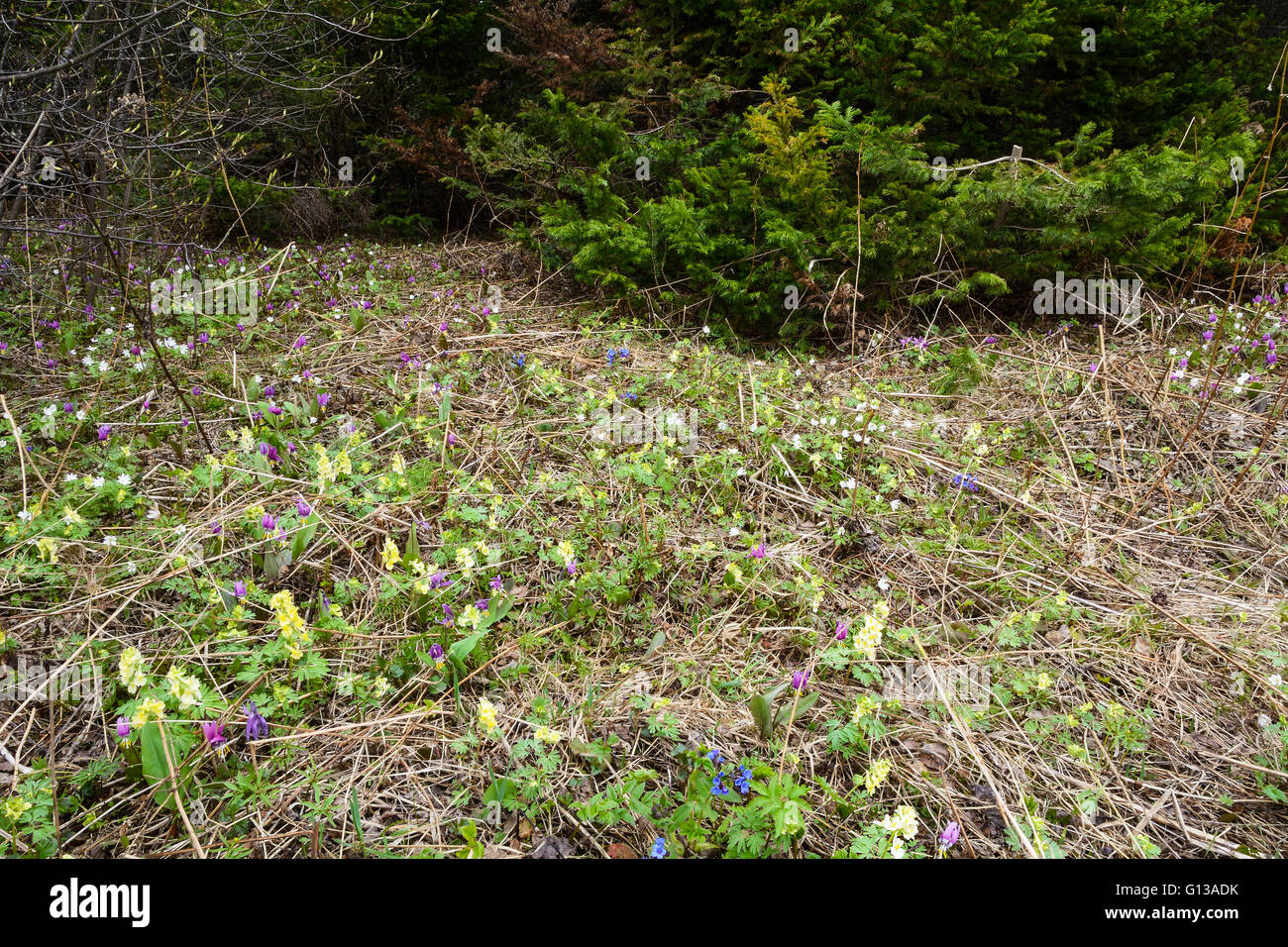 Wild primroses: Erythronium sibiricum, Anemone altaica, Corydalis bracteata and Pulmonaria mollis Stock Photo