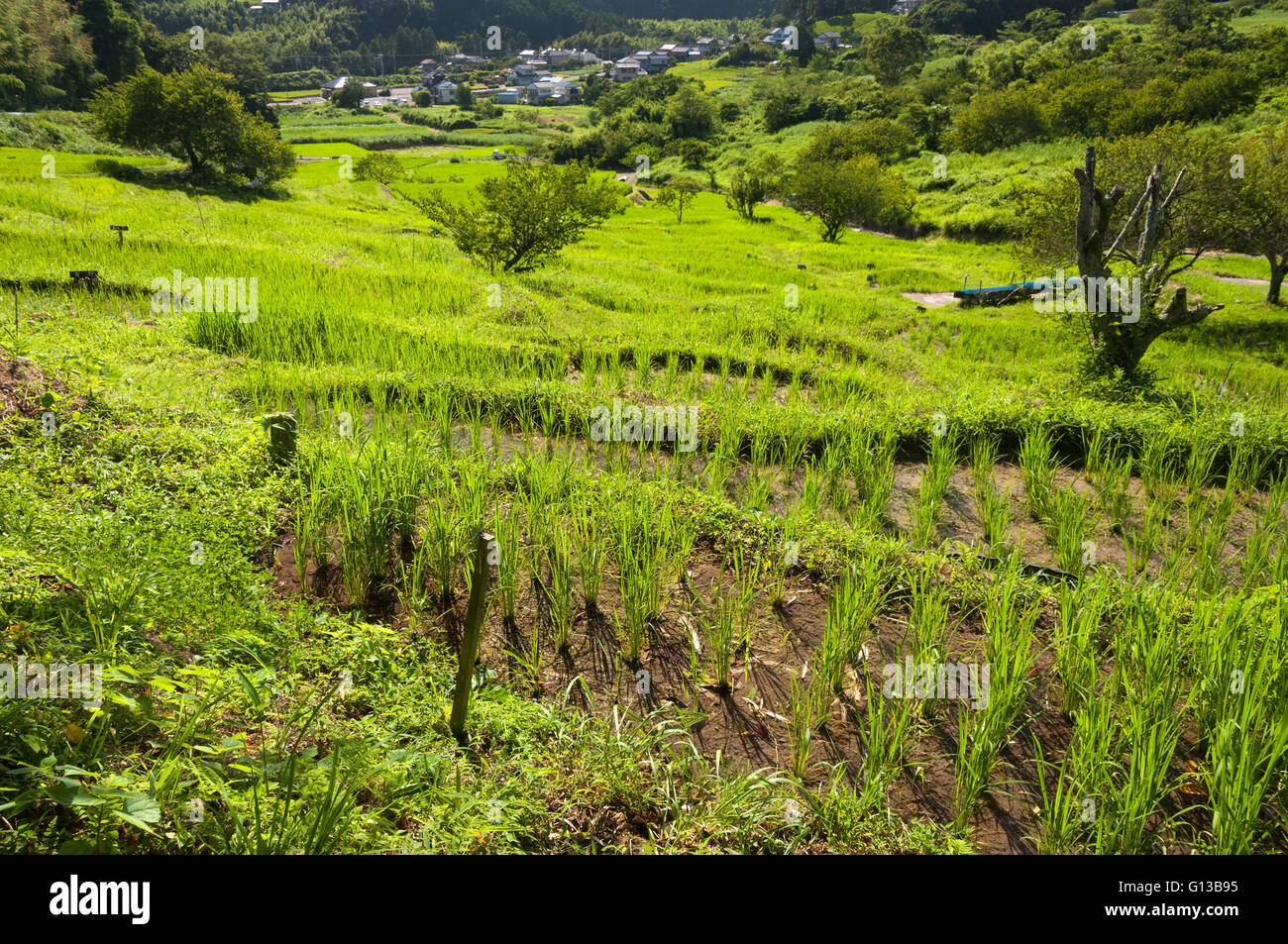 Terrace rice fields in Kikugawa, Japan Stock Photo