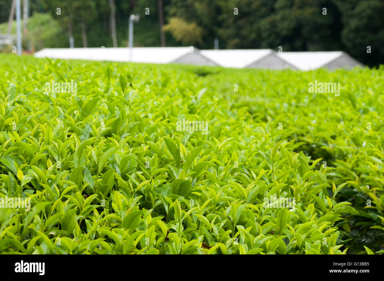 The green house for growing green tea, SHizuoka, Japan Stock Photo