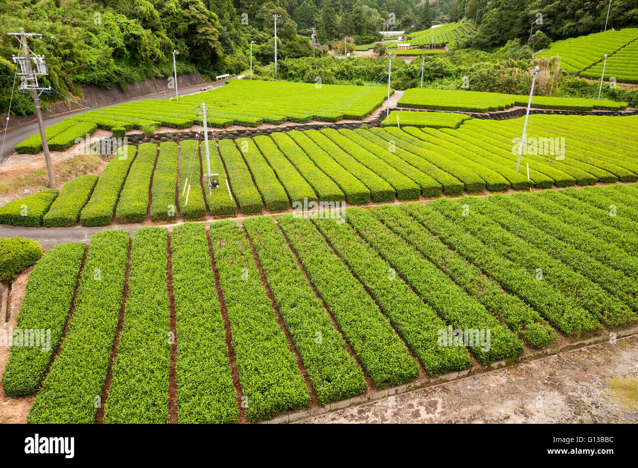 Growing green tea, SHizuoka, Japan Stock Photo Alamy