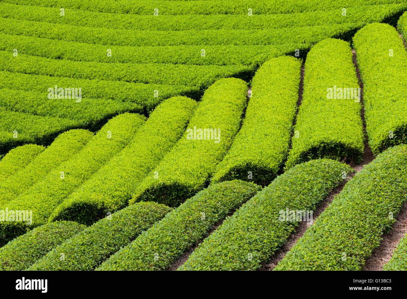 Growing green tea in Shizuoka, Japan Stock Photo Alamy