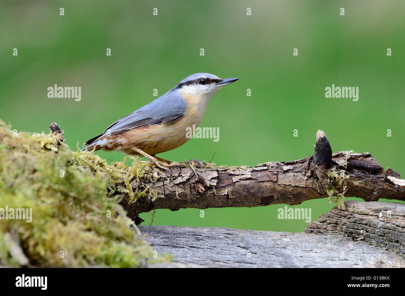 nuthatch perched on a branch Sitta europea Stock Photo