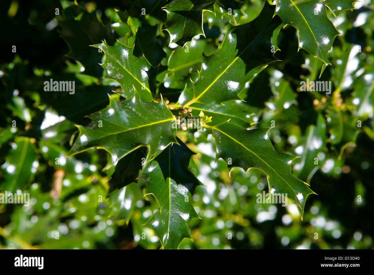 Common holly, English holly (Ilex aquifolium), leaves Stock Photo