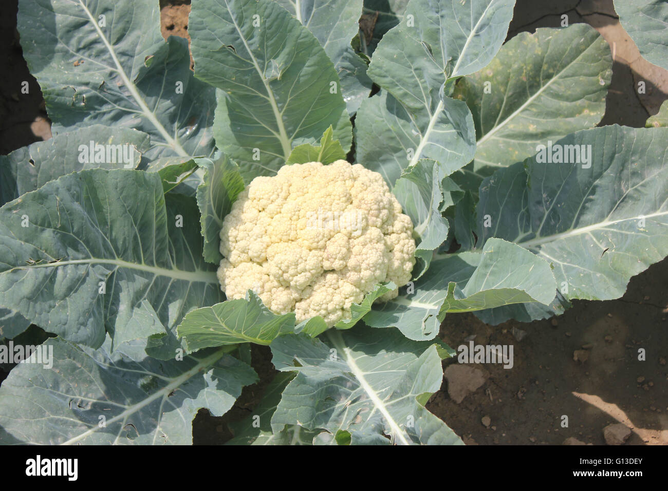 Brassica oleracea var. botrytis, PUSA Snowball cauliflower, late maturing cultivar  tropical climate, white rounded compact Stock Photo