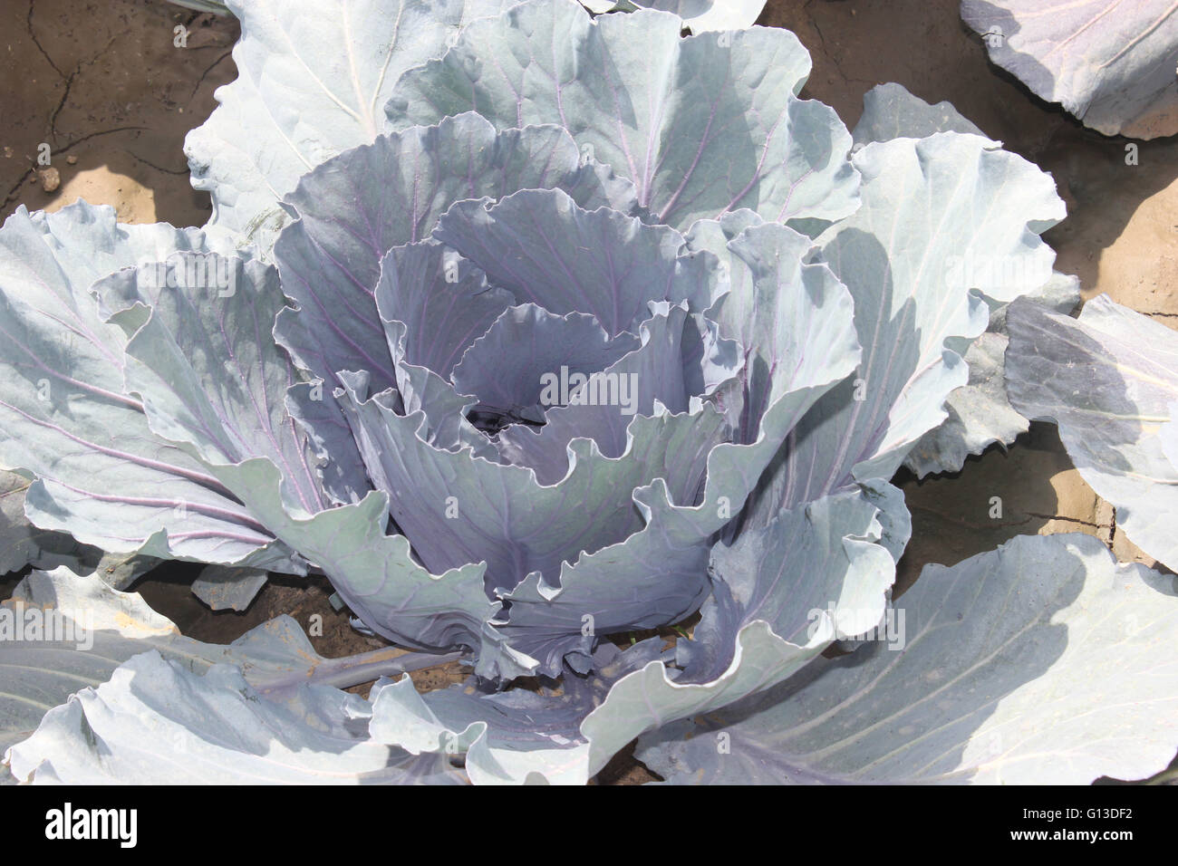 Brassica oleracea var capitata, Red cabbage , cultivar of cabbage with compact large head of red leaves Stock Photo