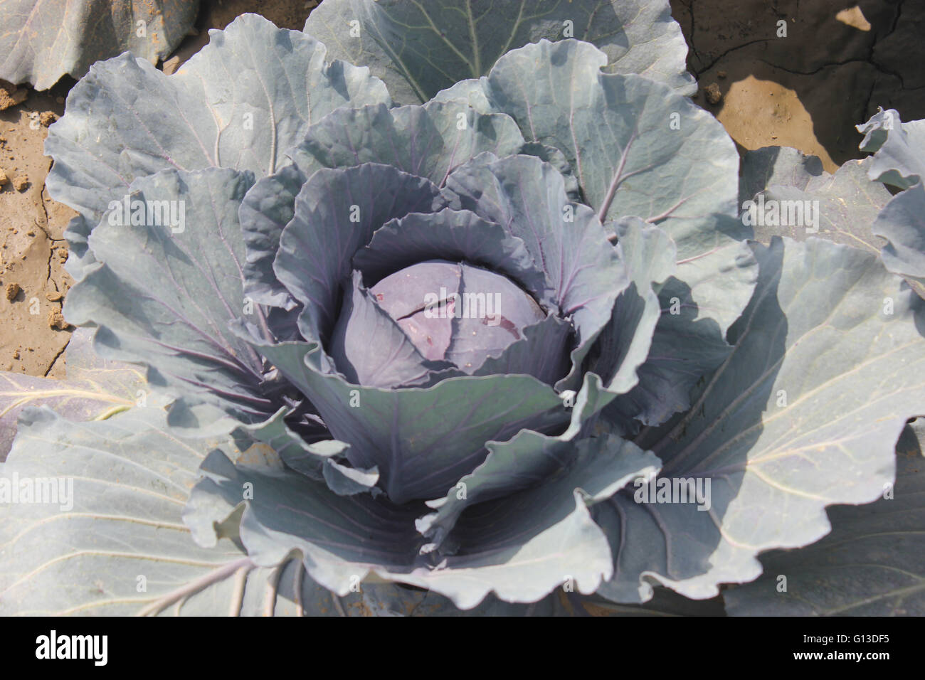 Brassica oleracea var capitata, Red cabbage , cultivar of cabbage with compact large head of red leaves Stock Photo