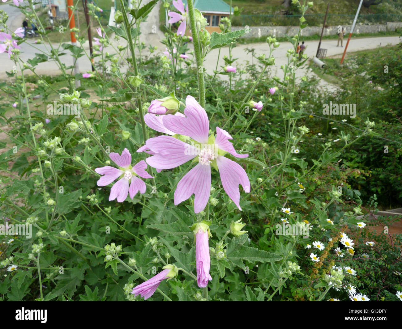 Lavatera cachemiriana, Kashmir mallow, bushy plant with 3-7 lobed leaves and pink terminal flowers, bifid petals, discoid fruits Stock Photo
