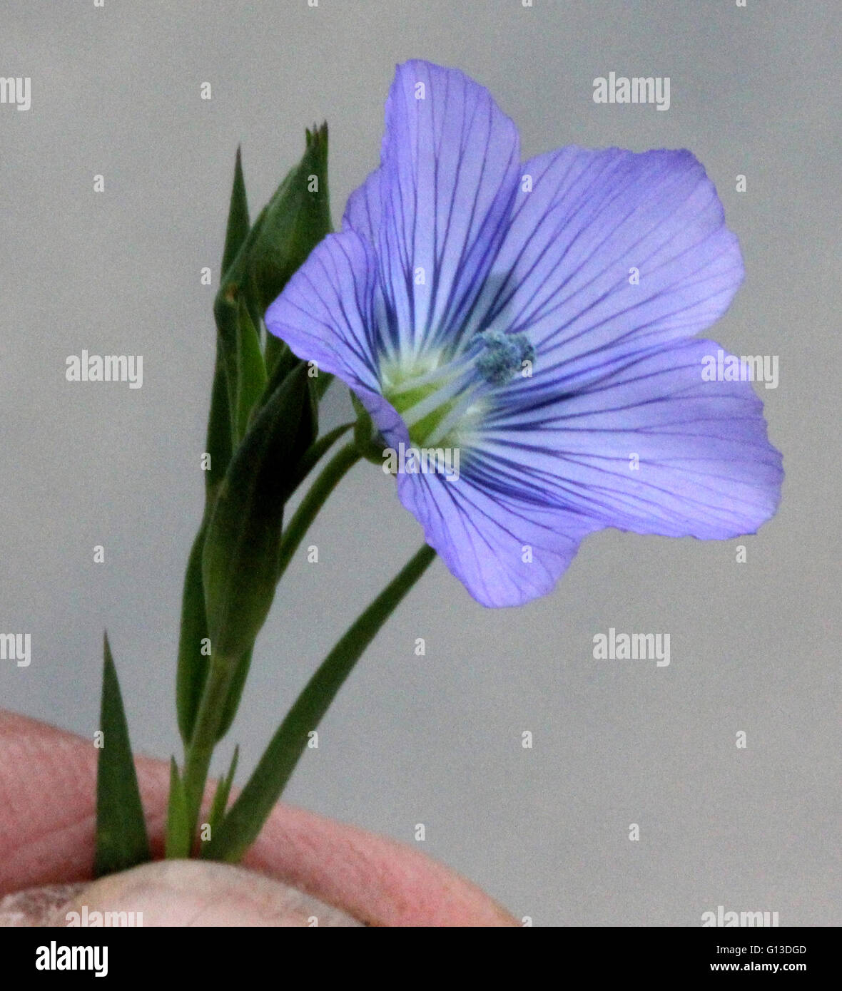 Linum usitatissimum, Common flax, linseed, cultivated annual herb with linear leaves and blue flowers used as fiber crop and oil Stock Photo