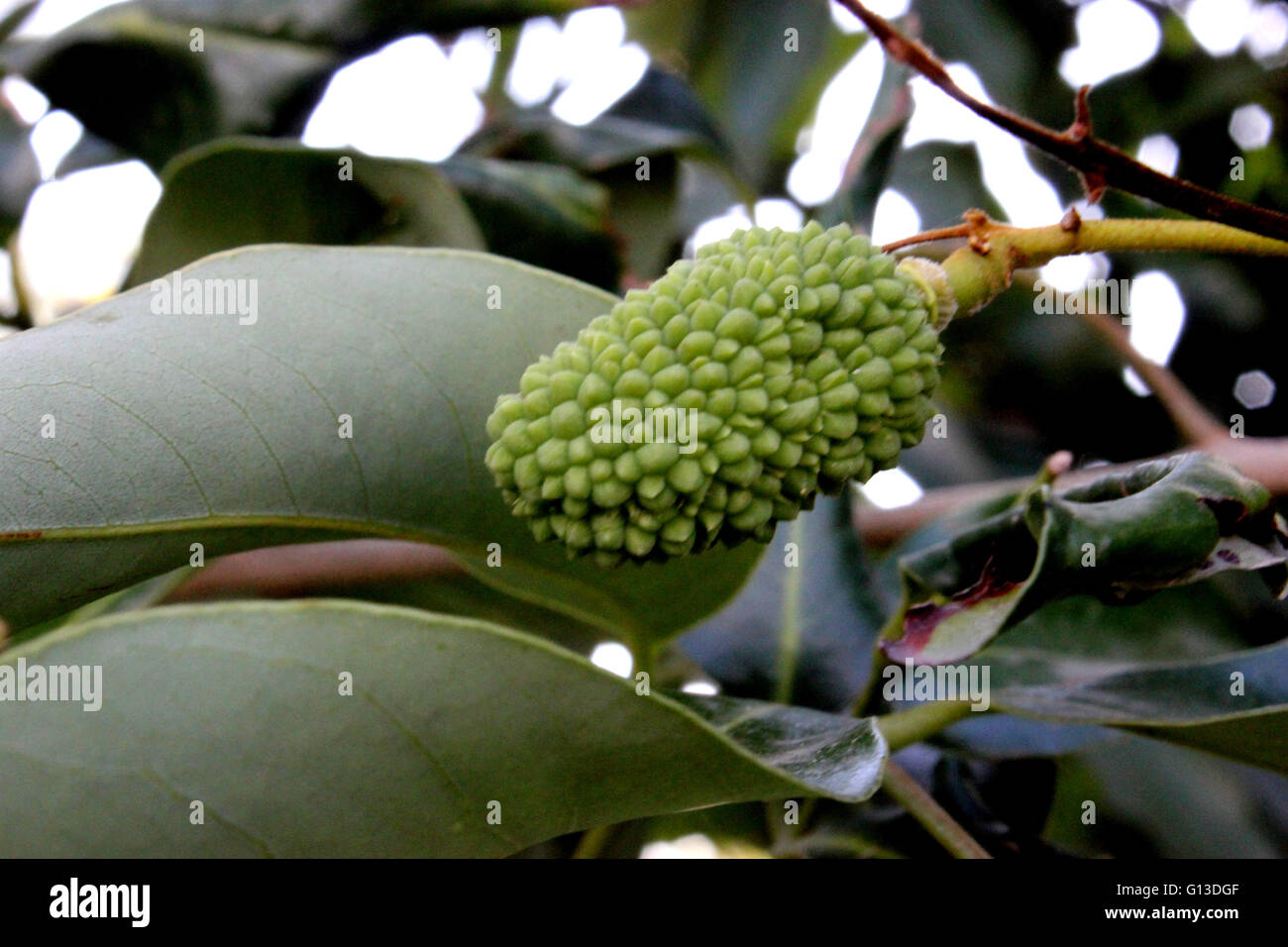 Litchi Chinensis, Lychee, Litchi, evergreen tropical tree with dark green shining leaves and round to ovoid fruits, ripening red Stock Photo