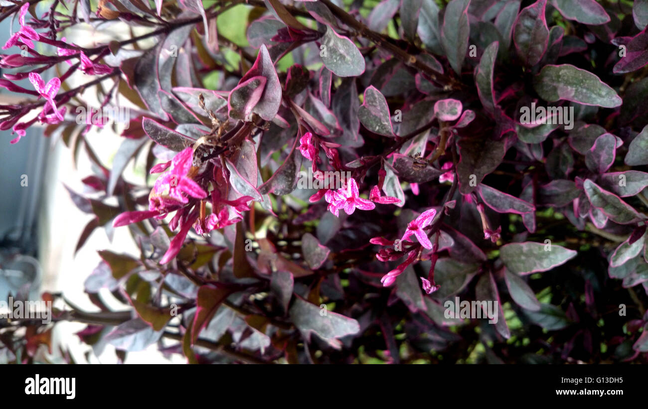 Pseuderanthemum atropurpureum, Purple False Eranthemum, family Acanthaceae, ornamental shrub with purple mottled leaves Stock Photo