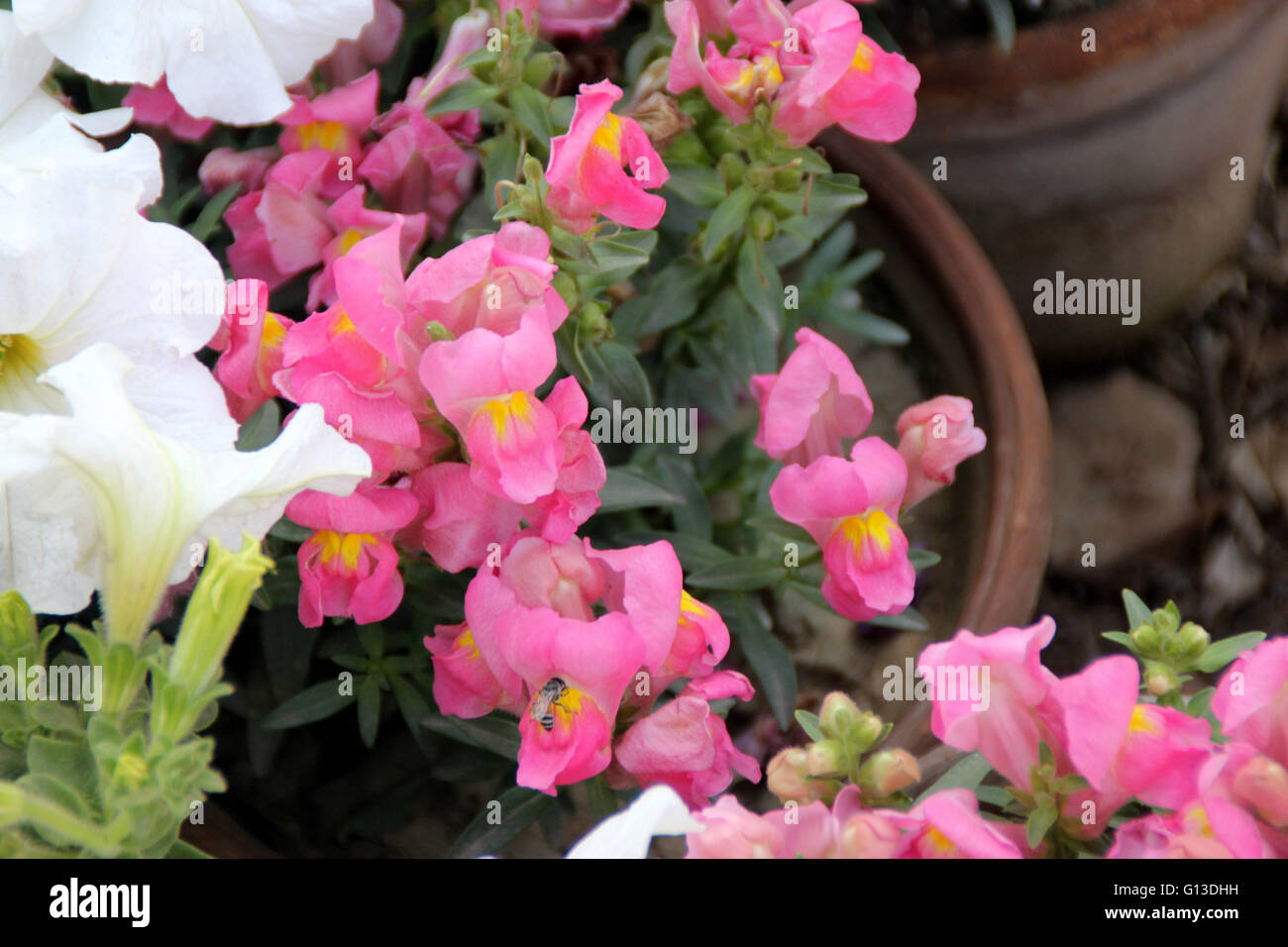 Antirrhinum majus, Snapdragon, ornamental herb with broadly lanceolate leaves and 2 lipped flowers in terminal spikes Stock Photo