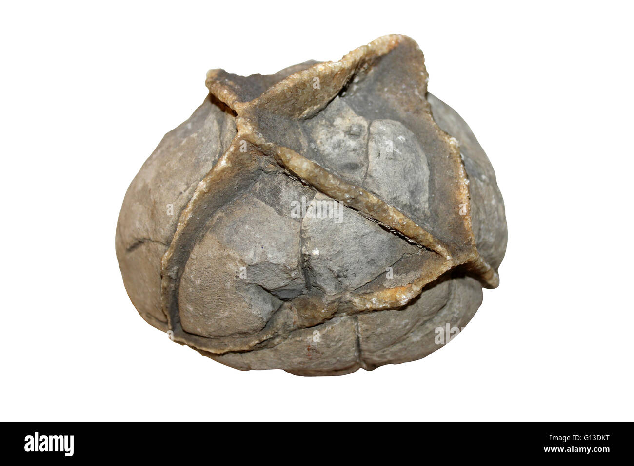 Septarian Concretion Nodule sometimes commonly known as 'Dragon Stone Healing Stone.' Stock Photo