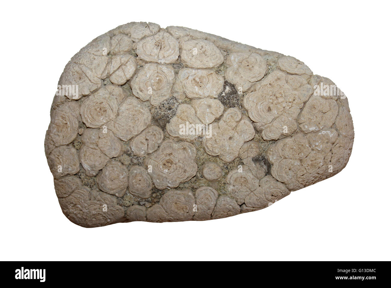 Fossil Stromatolites Stock Photo