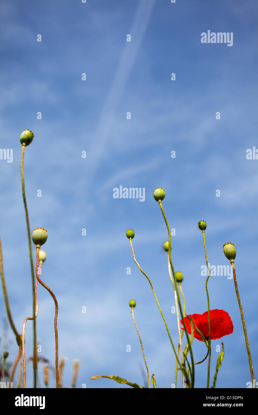 Poppy flowers growing wild on meadows in summer Stock Photo - Alamy